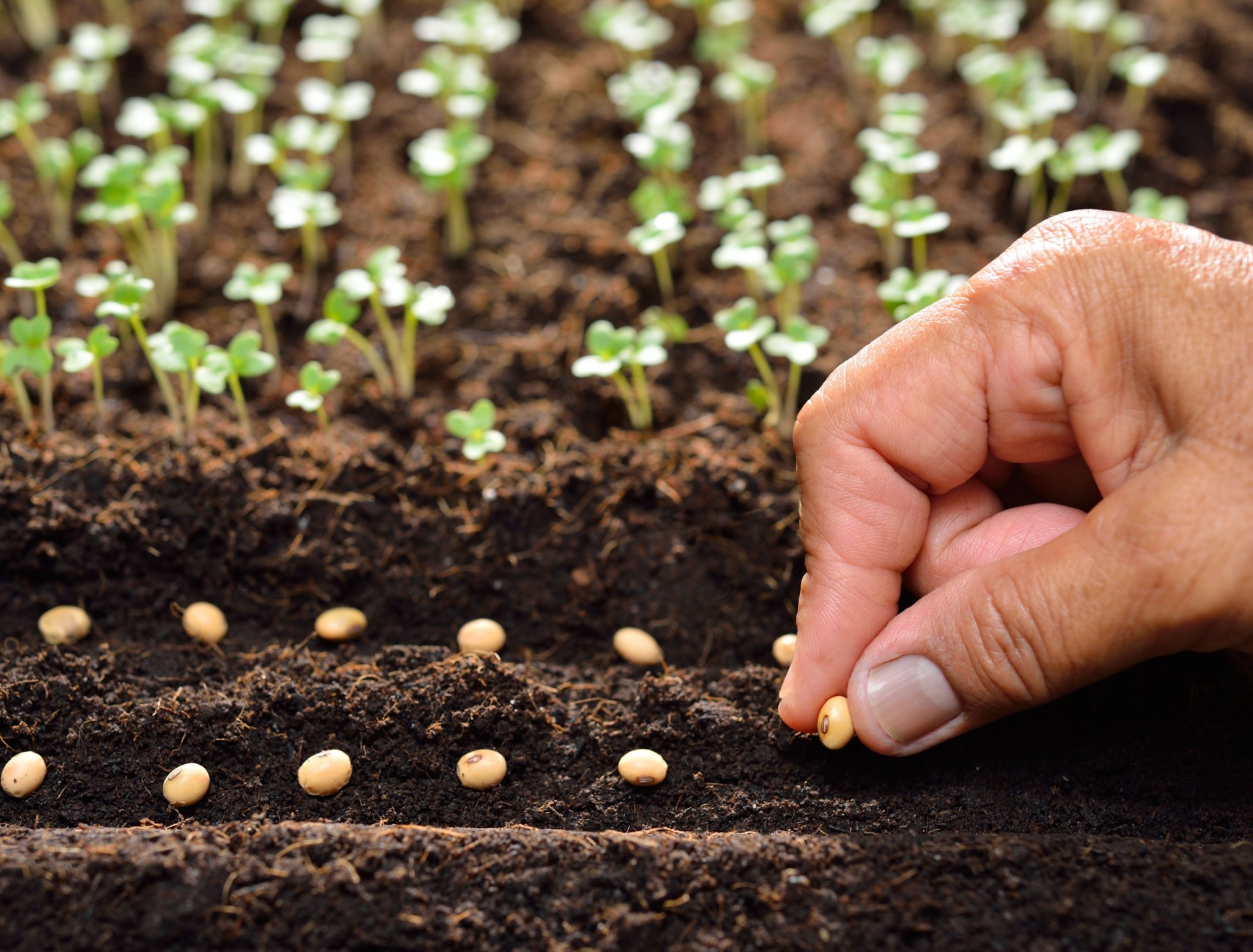 7 Easiest Vegetables to Direct Sow in Your Garden