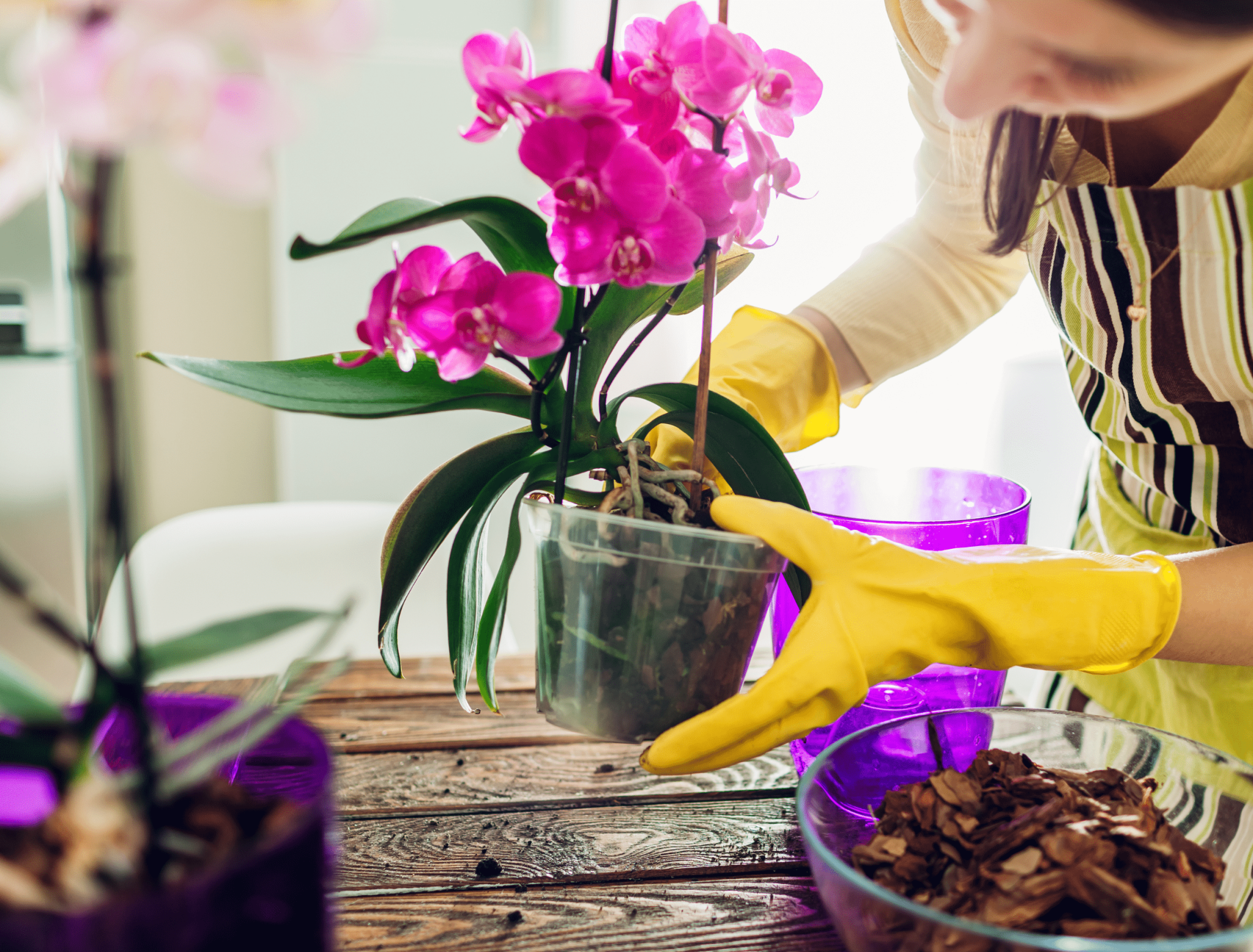 How To Grow and Care For Your Orchid