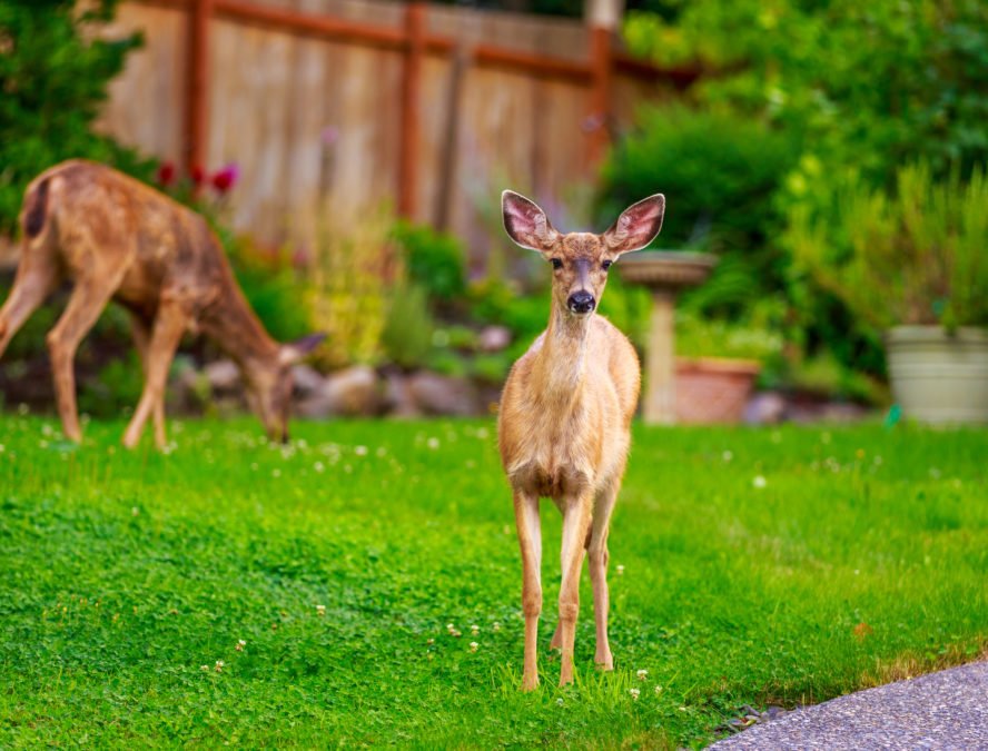 5 Ways To Attract Wildlife To Your Backyard