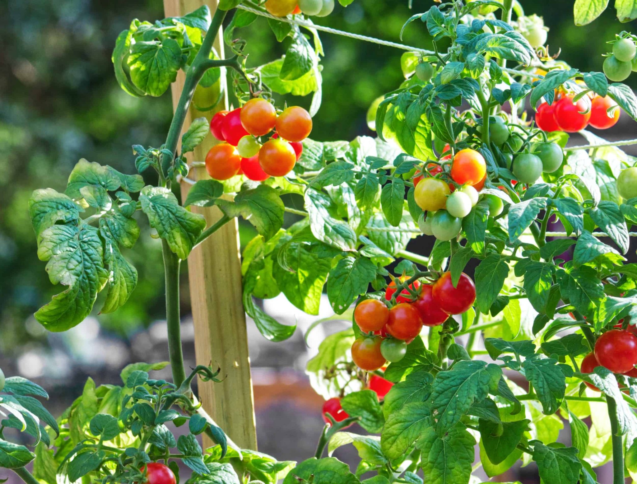 7 Ways To Improve Your Tomato Harvest