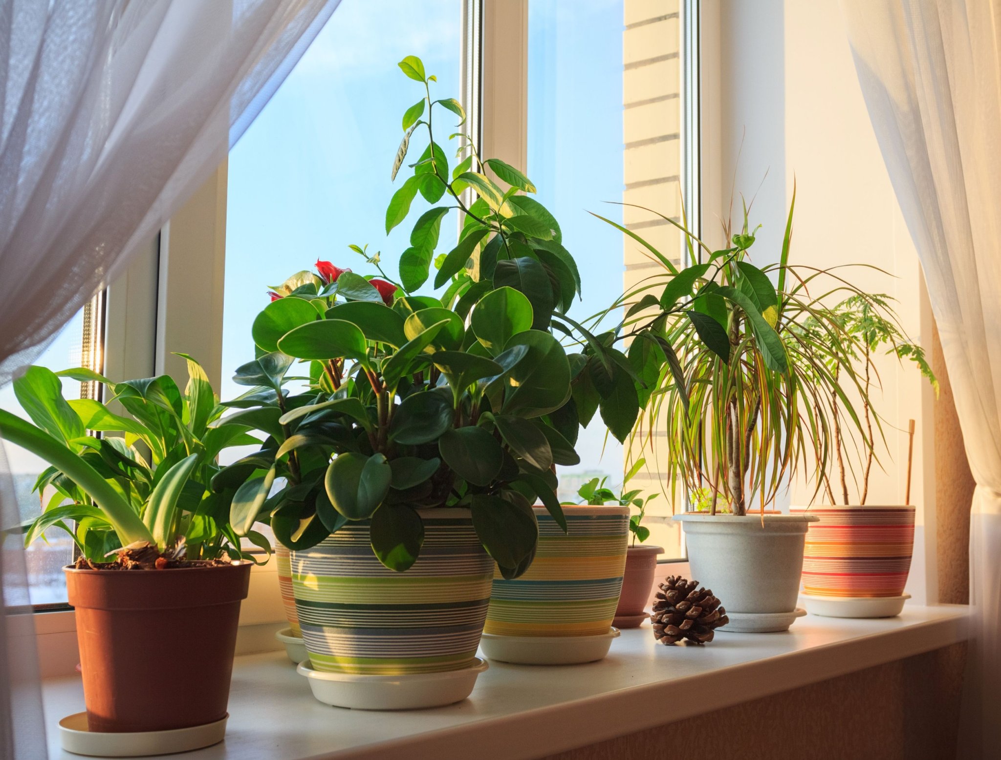 HOW TO USE PLANTERS WITHOUT DRAINAGE HOLES Flipboard