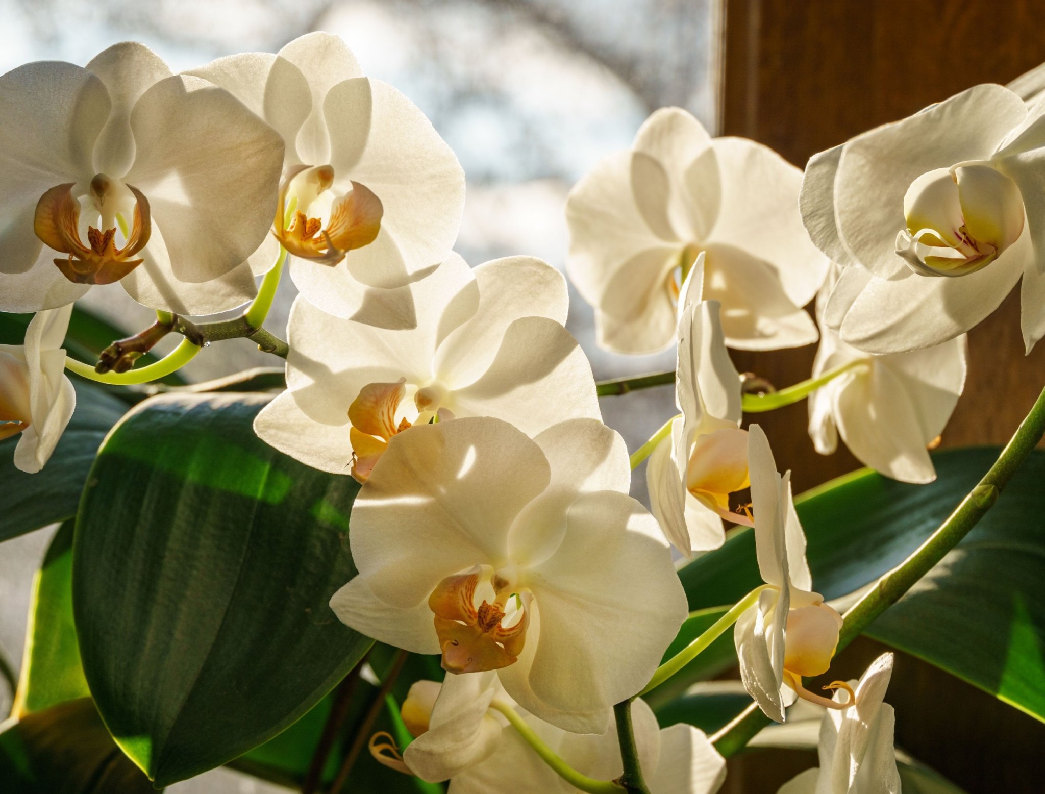 How To Get an Orchid To Rebloom