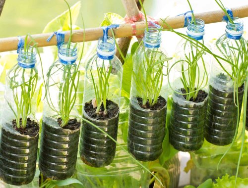 why-do-you-put-soda-bottles-in-your-garden-flipboard