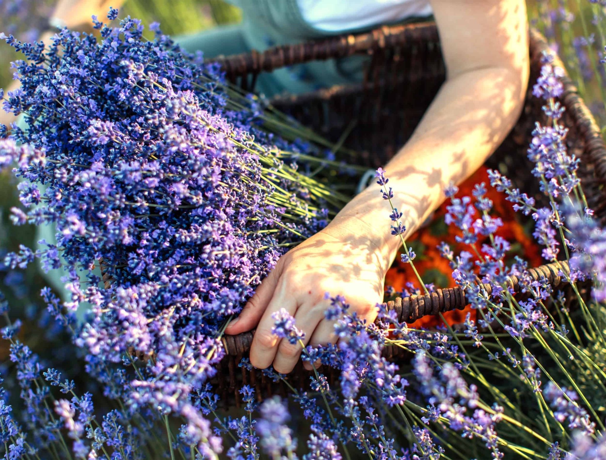 7 Reasons Your Lavender Is Not Flowering