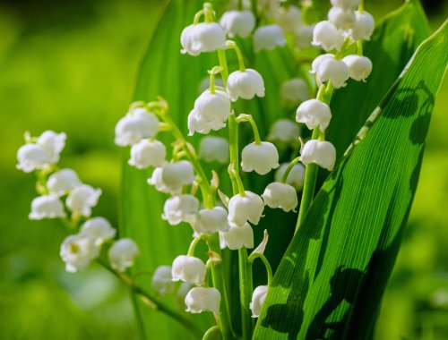 7 Perennials That Thrive In Shade Flipboard