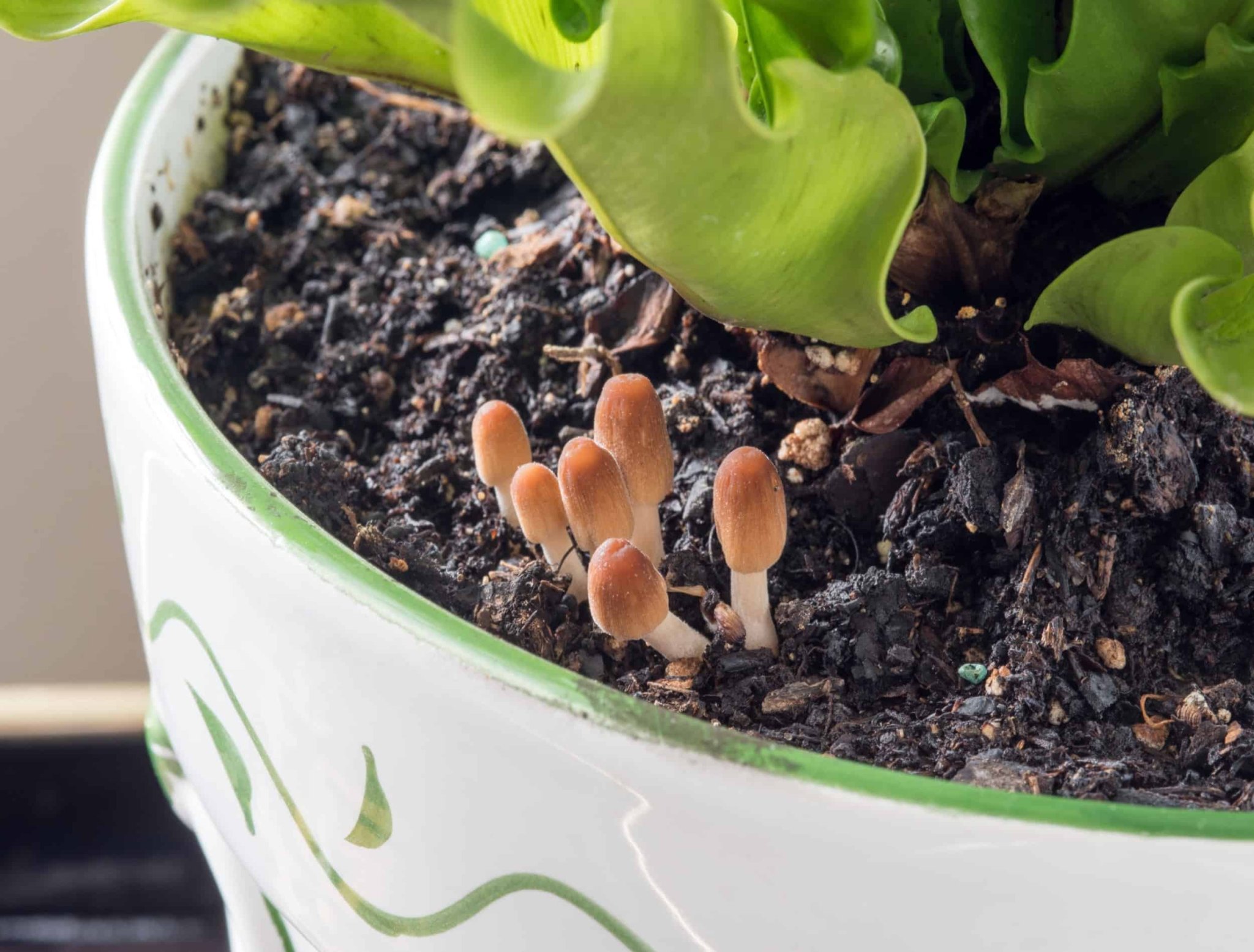 Why Mushrooms Are Growing in Your Potting Soil