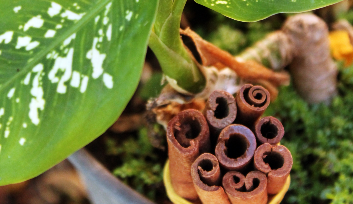 9 Reasons Why Cinnamon Powder Is A Must In Your Garden