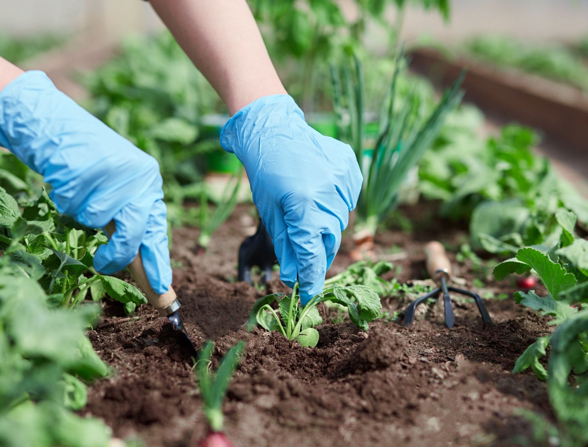 Should You Rotate Crops in Your Vegetable Garden