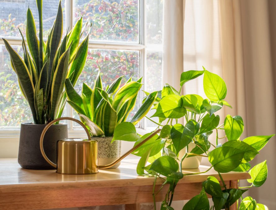 13 Plants You Should Not Grow Indoors and Why