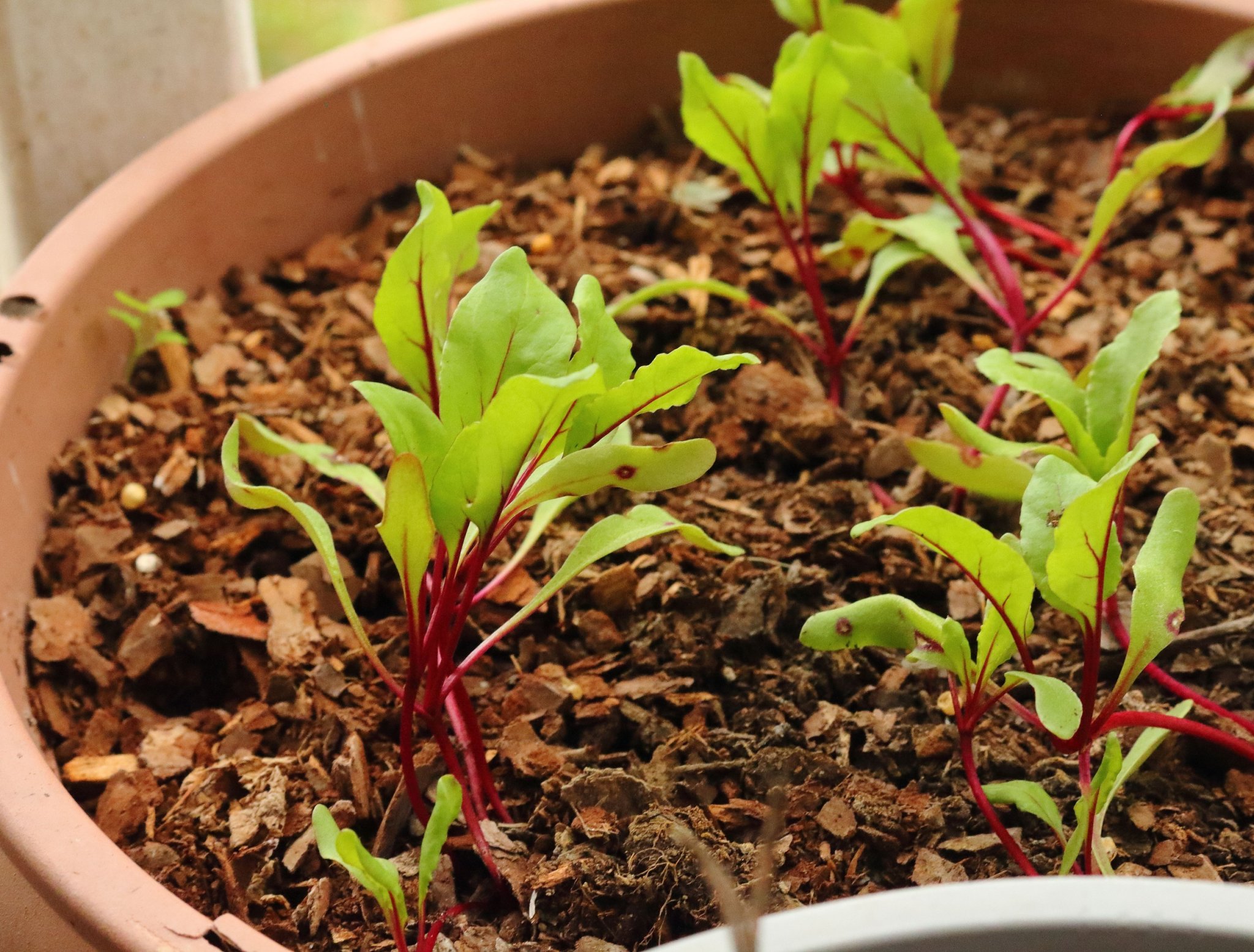 6 Root Vegetables You Can Grow in Containers