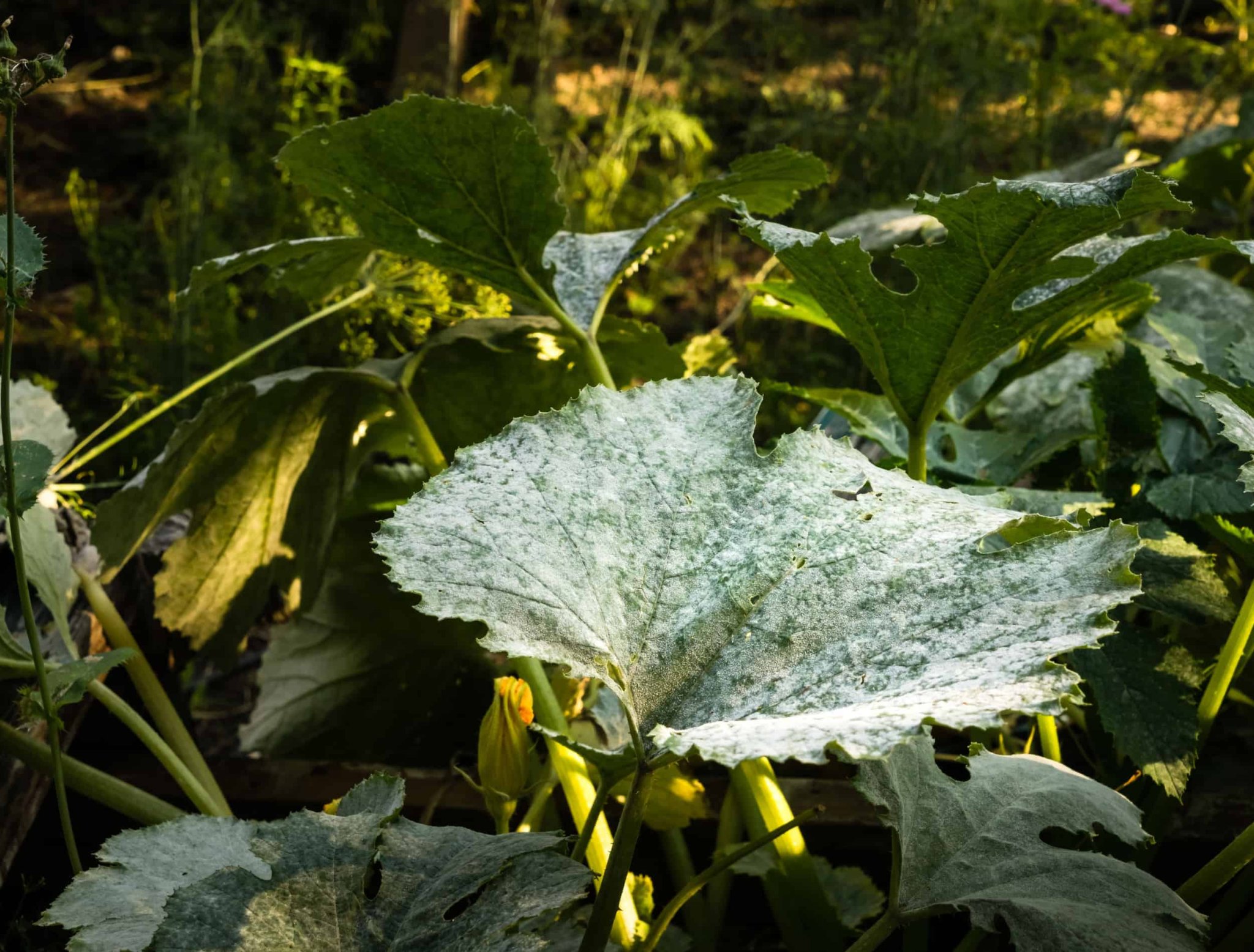 Why Your Zucchini Leaves Are Turning White