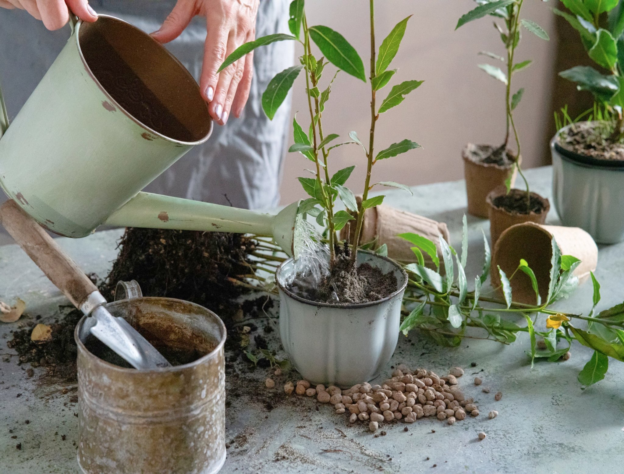 3 BEST TREES TO GROW IN CONTAINERS Flipboard
