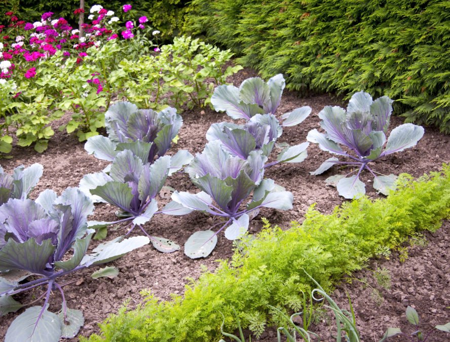 13 of The Best and Worst Companion Plants for Cabbage