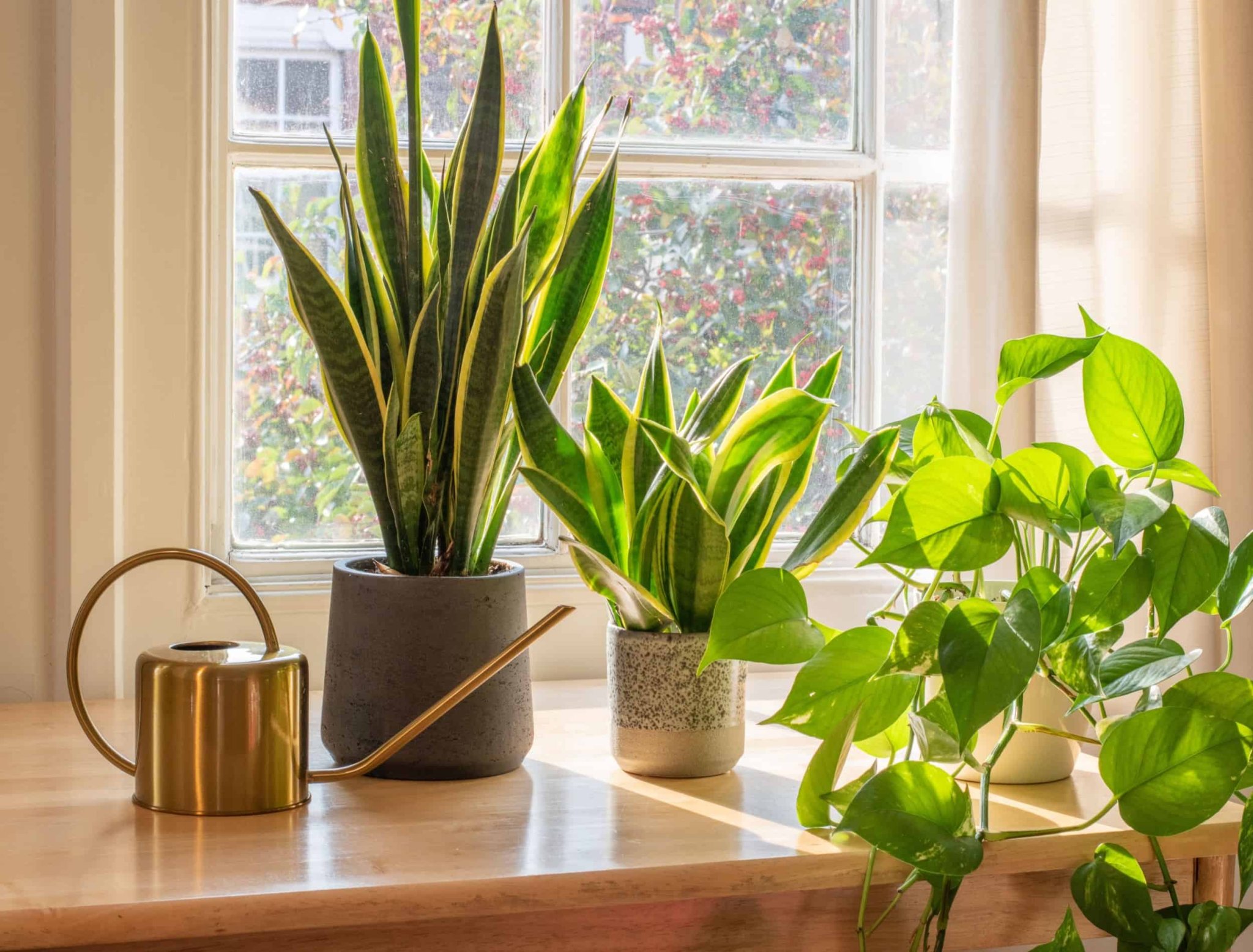 5 Gorgeous Indoor Plants That Are Almost Impossible to Kill