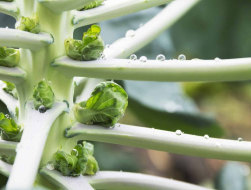 How To Grow Brussels Sprouts | Flipboard