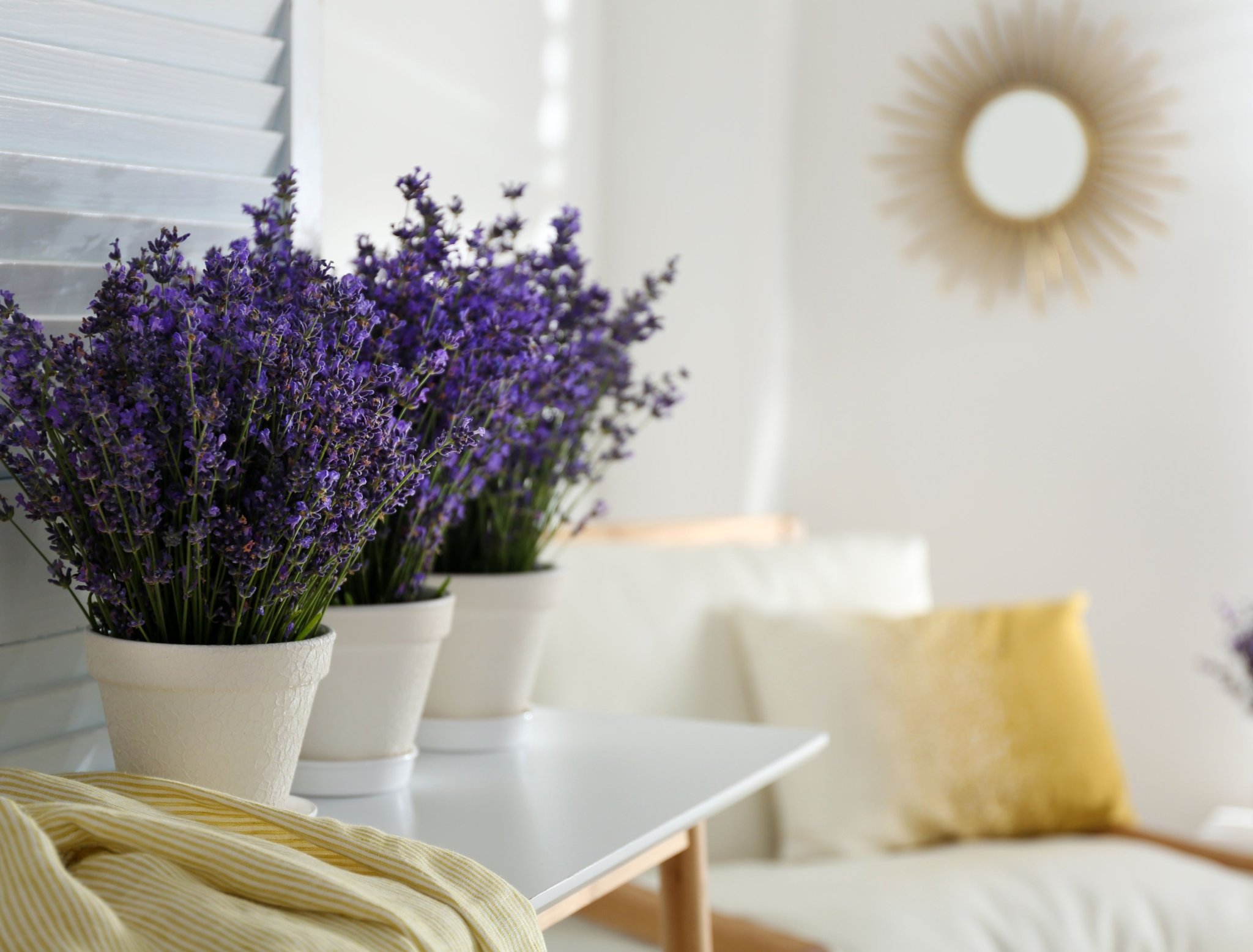 6 Reasons You Should Grow Lavender Indoors