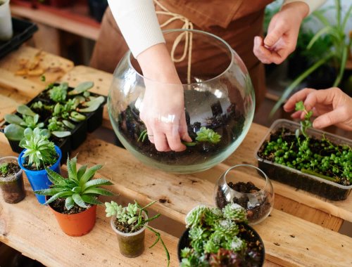 10 Low-Maintenance Plants That Thrive in Terrariums