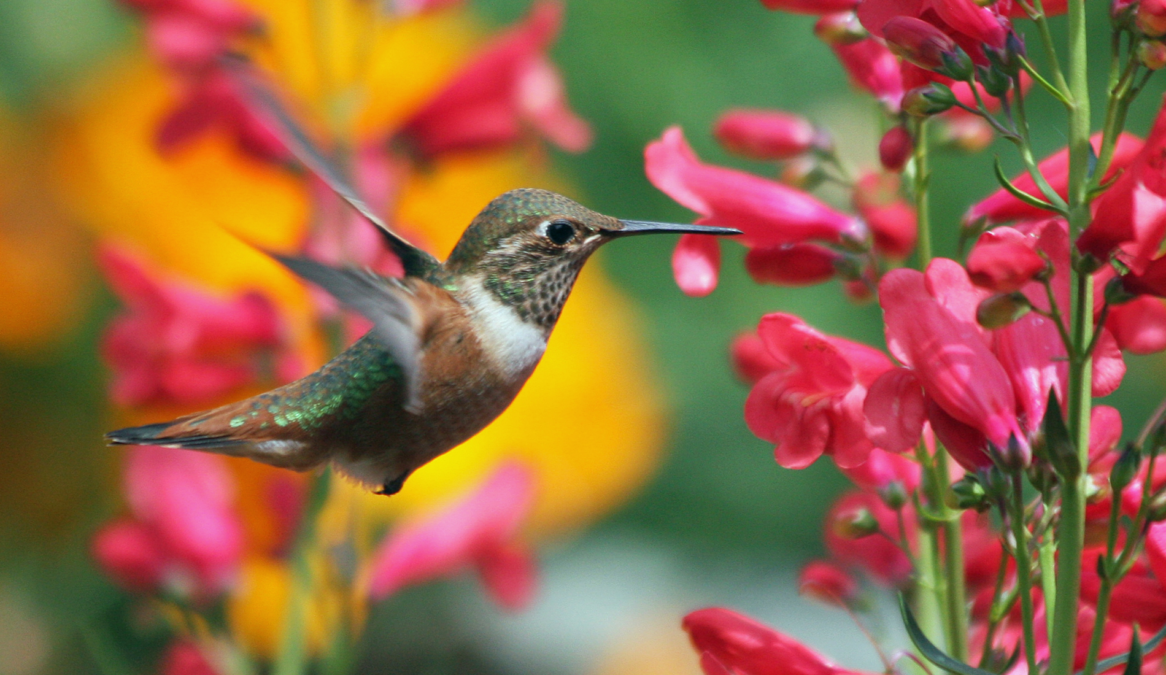 10 Plants That Attract Hummingbirds To Your Garden