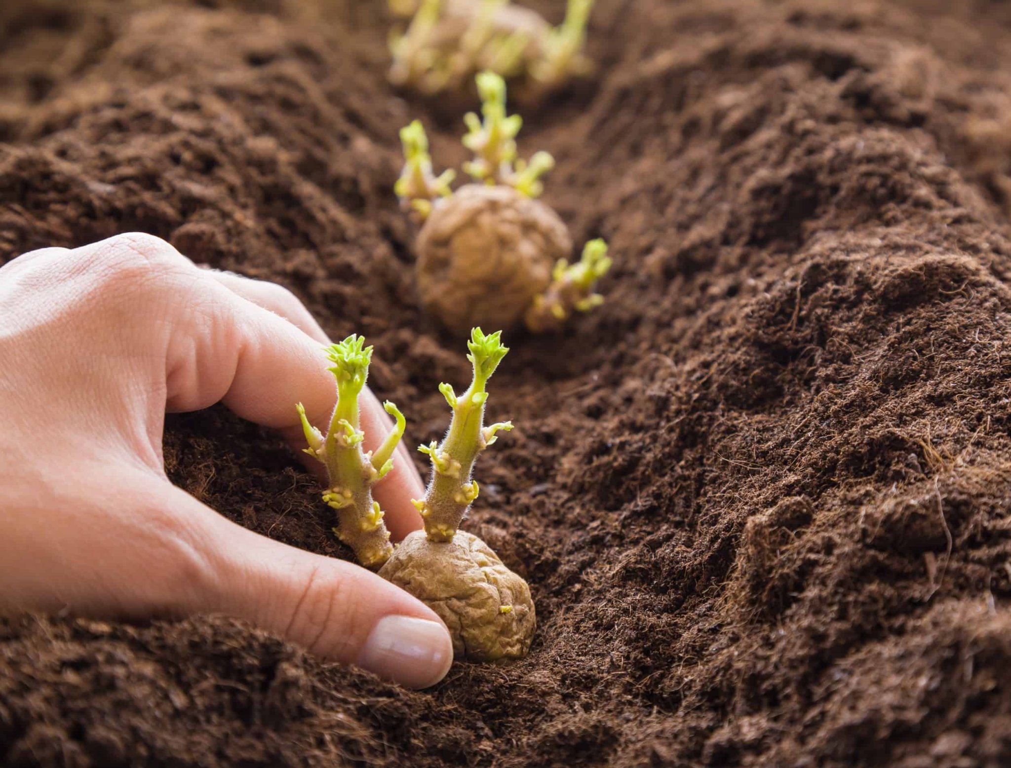 How to Grow Potatoes From Potatoes - Backyard Boss