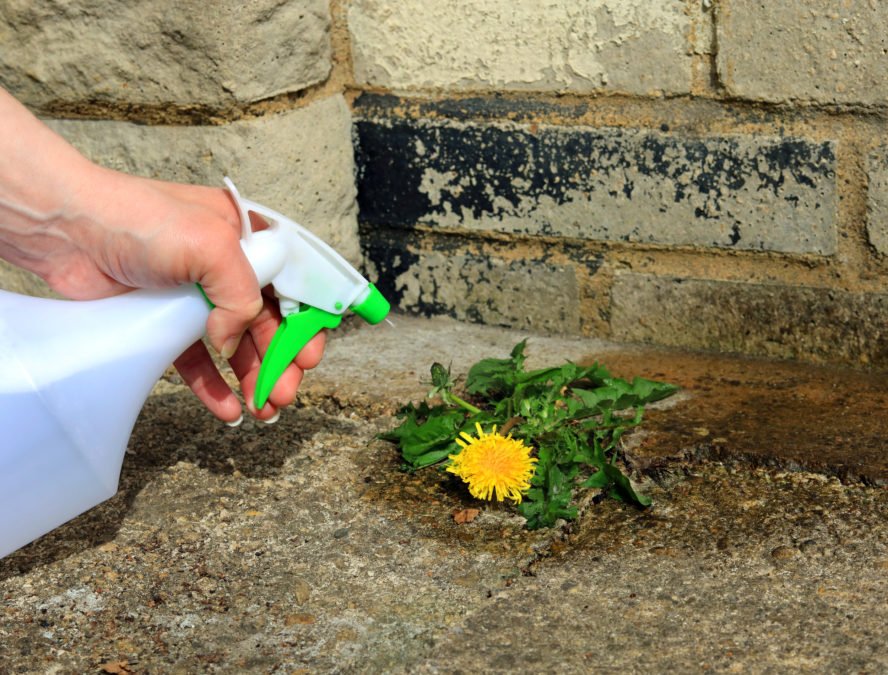 DOES TABLE SALT KILL WEEDS AND HOW TO PROPERLY USE IT? Flipboard