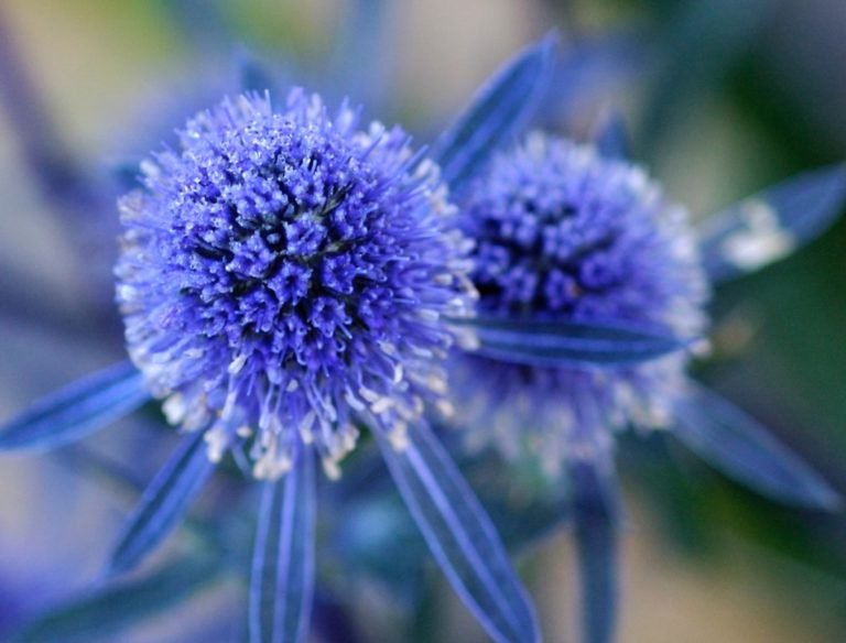 7 Most Underused Perennials to Consider Adding to Your Garden
