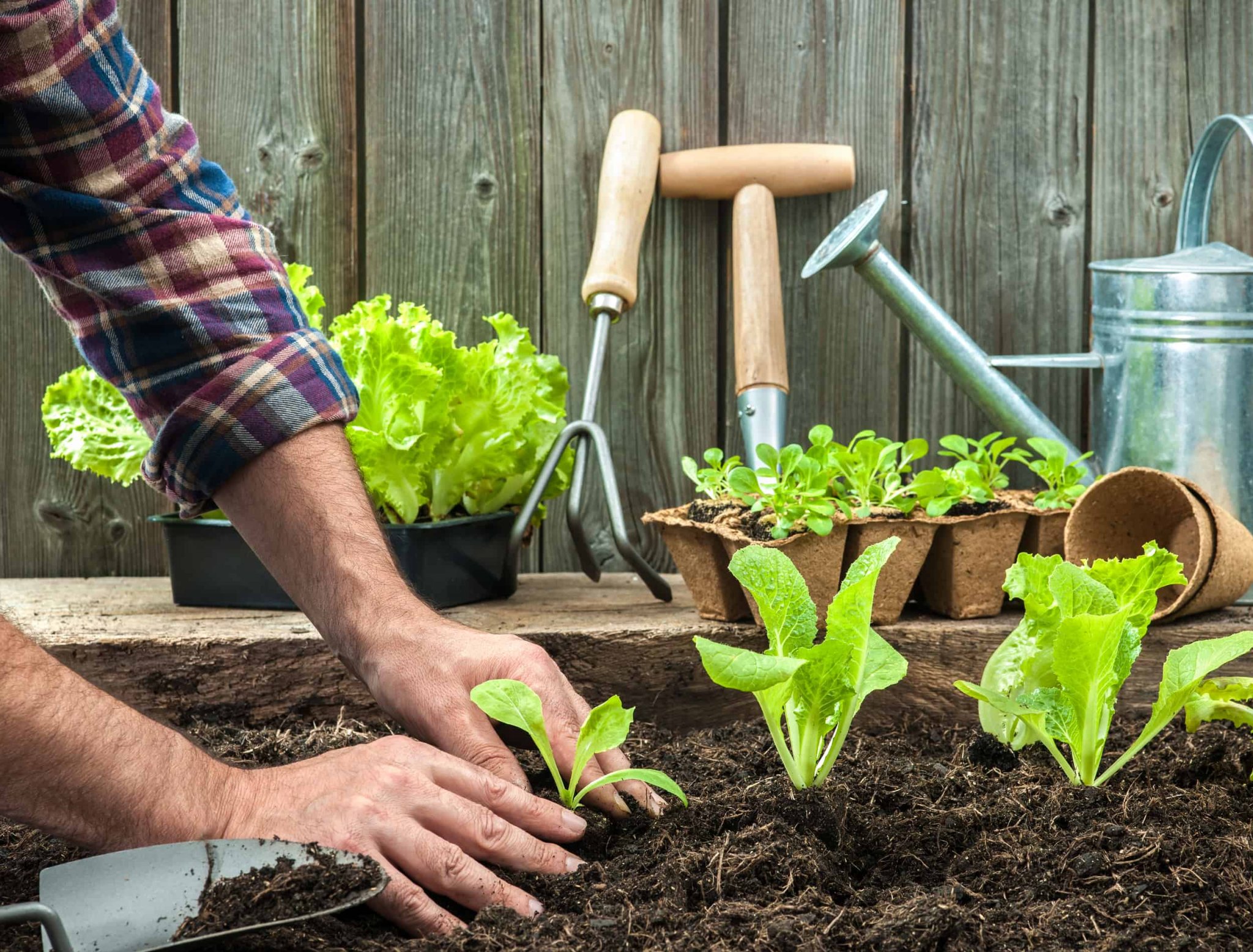 8 Things You Should Never Do in the Vegetable Garden