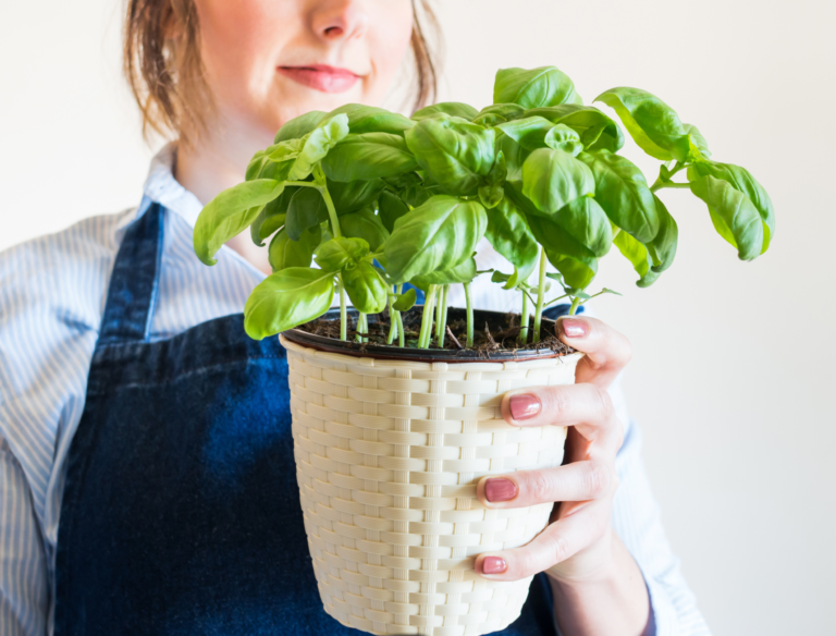 5 Benefits of Growing Basil in Your Home
