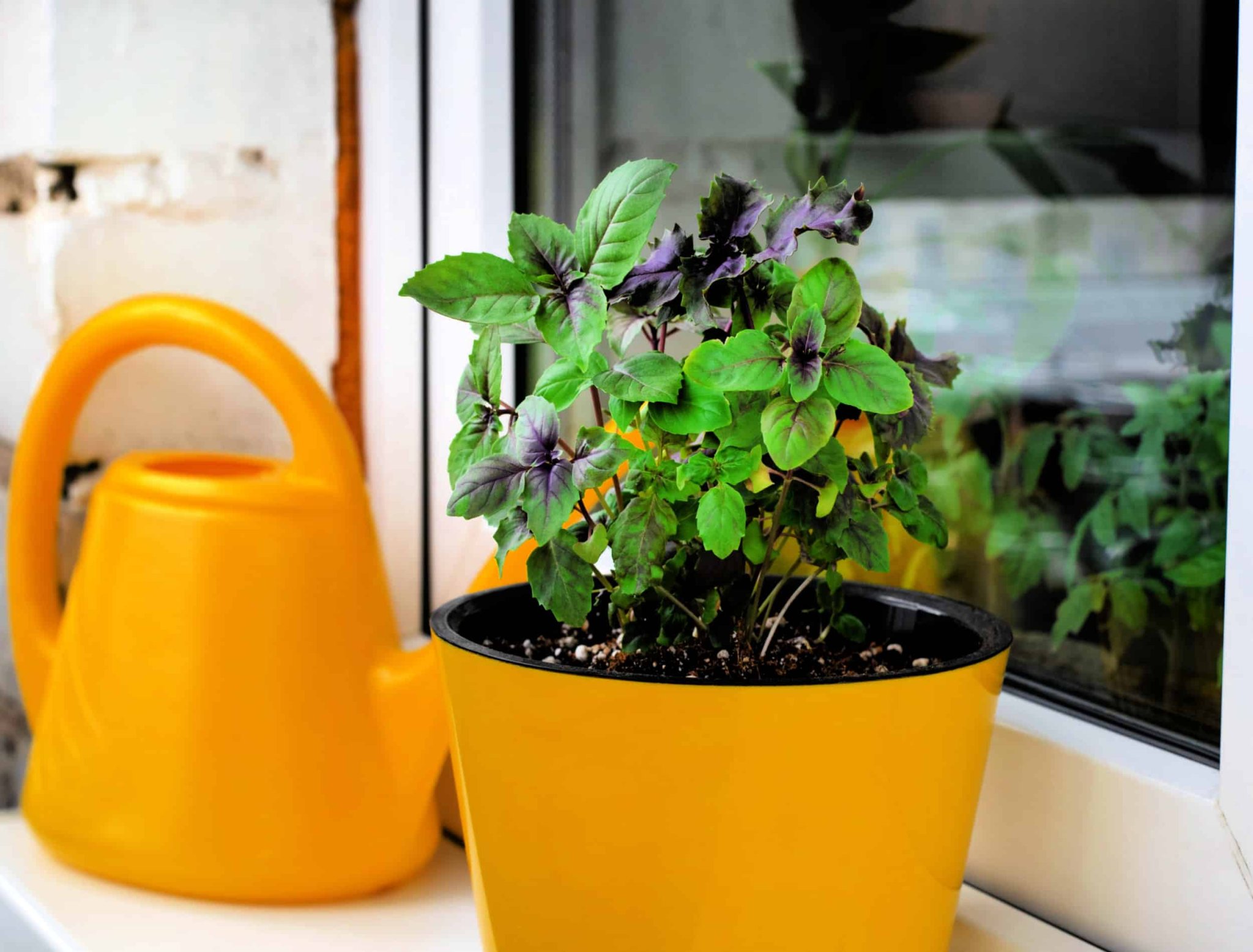 Why Your Basil Leaves Are Turning Yellow