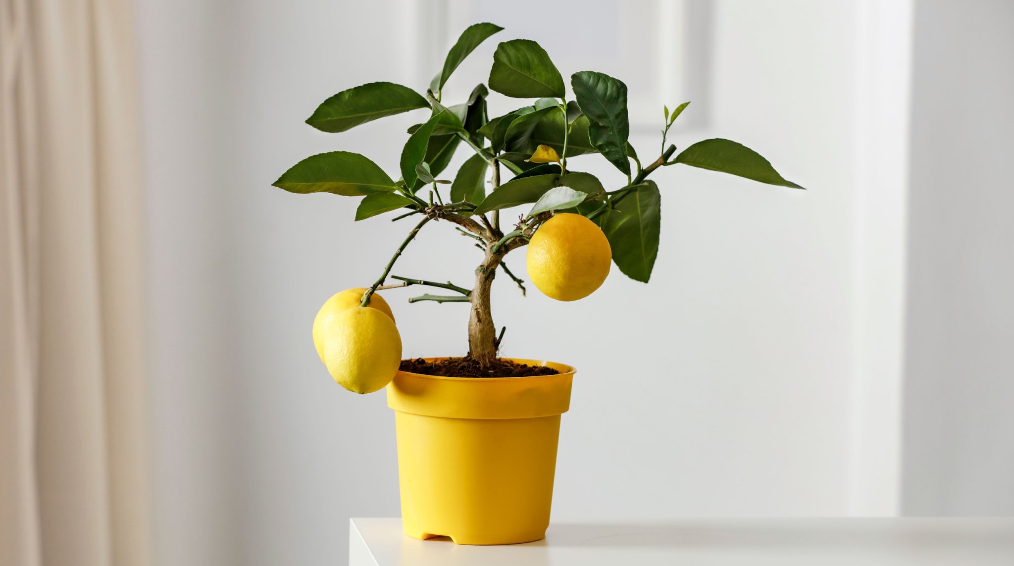 How To Grow Lemon Trees in Pots