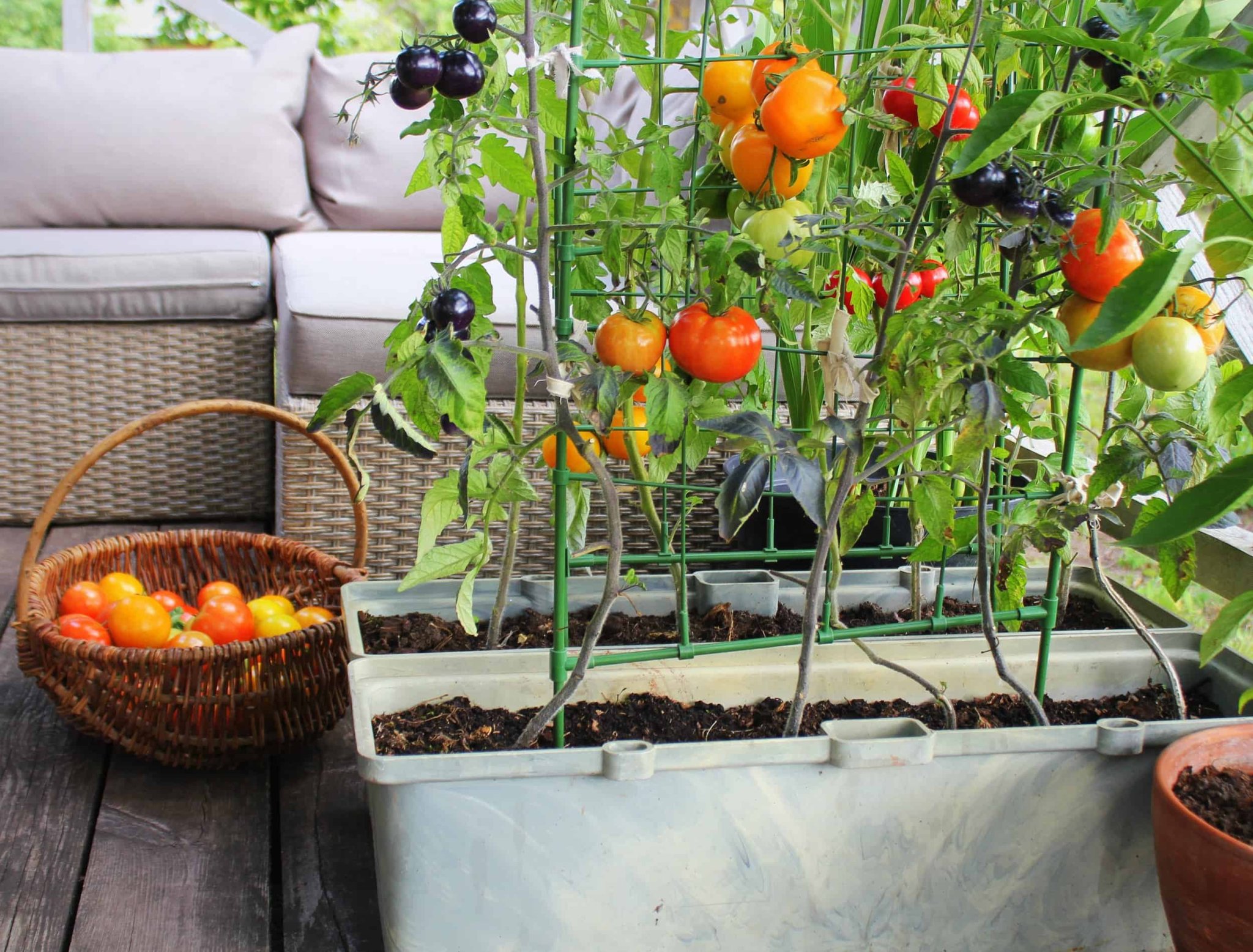 10 Vegetables Best to Grow in Small Spaces