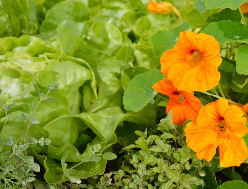 6 Best Flowers For Your Vegetable Garden