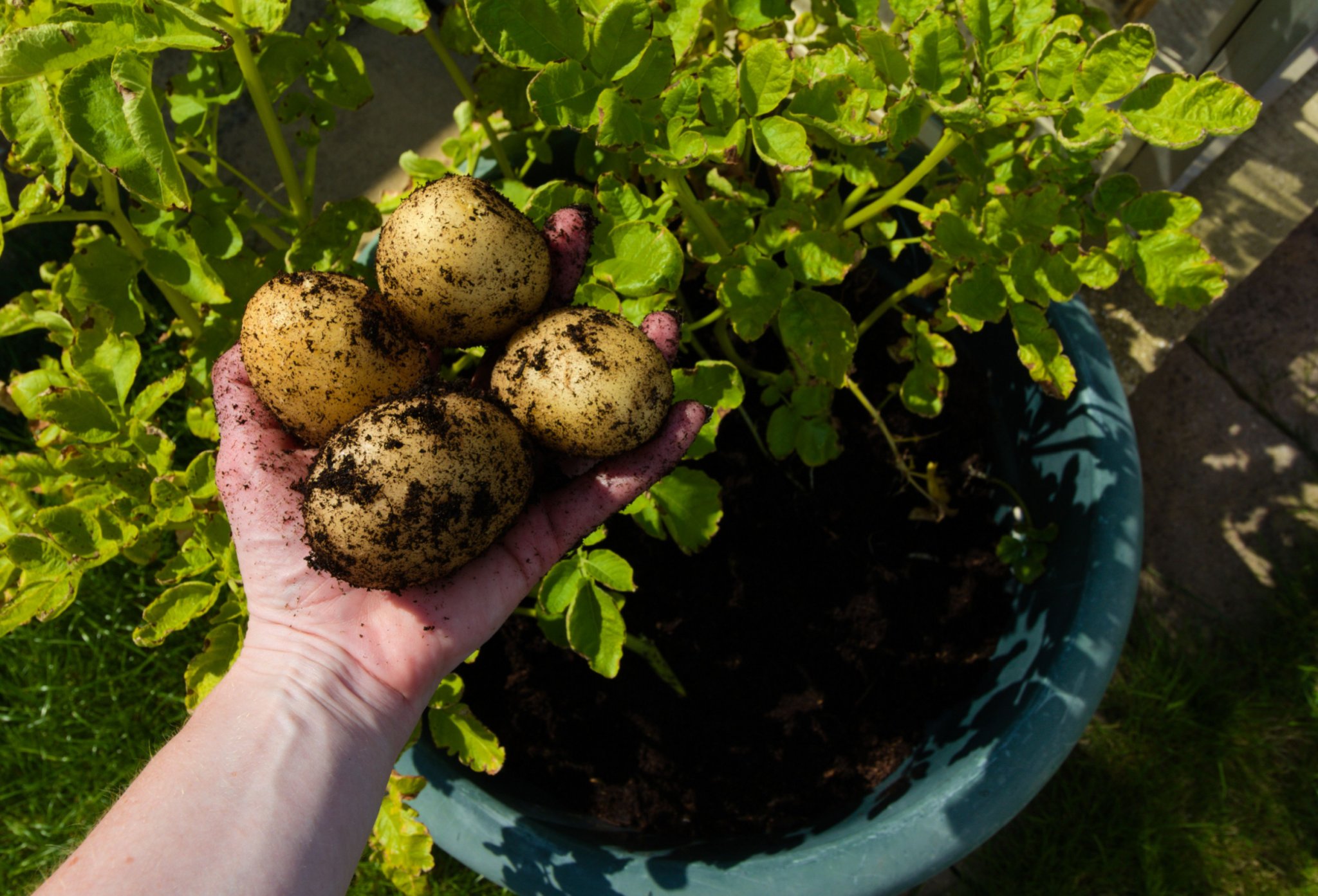 9 Tips For Growing Potatoes in Containers