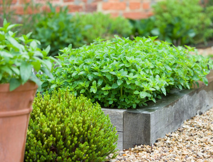 Grow These 17 Perennial Herbs in Your Garden