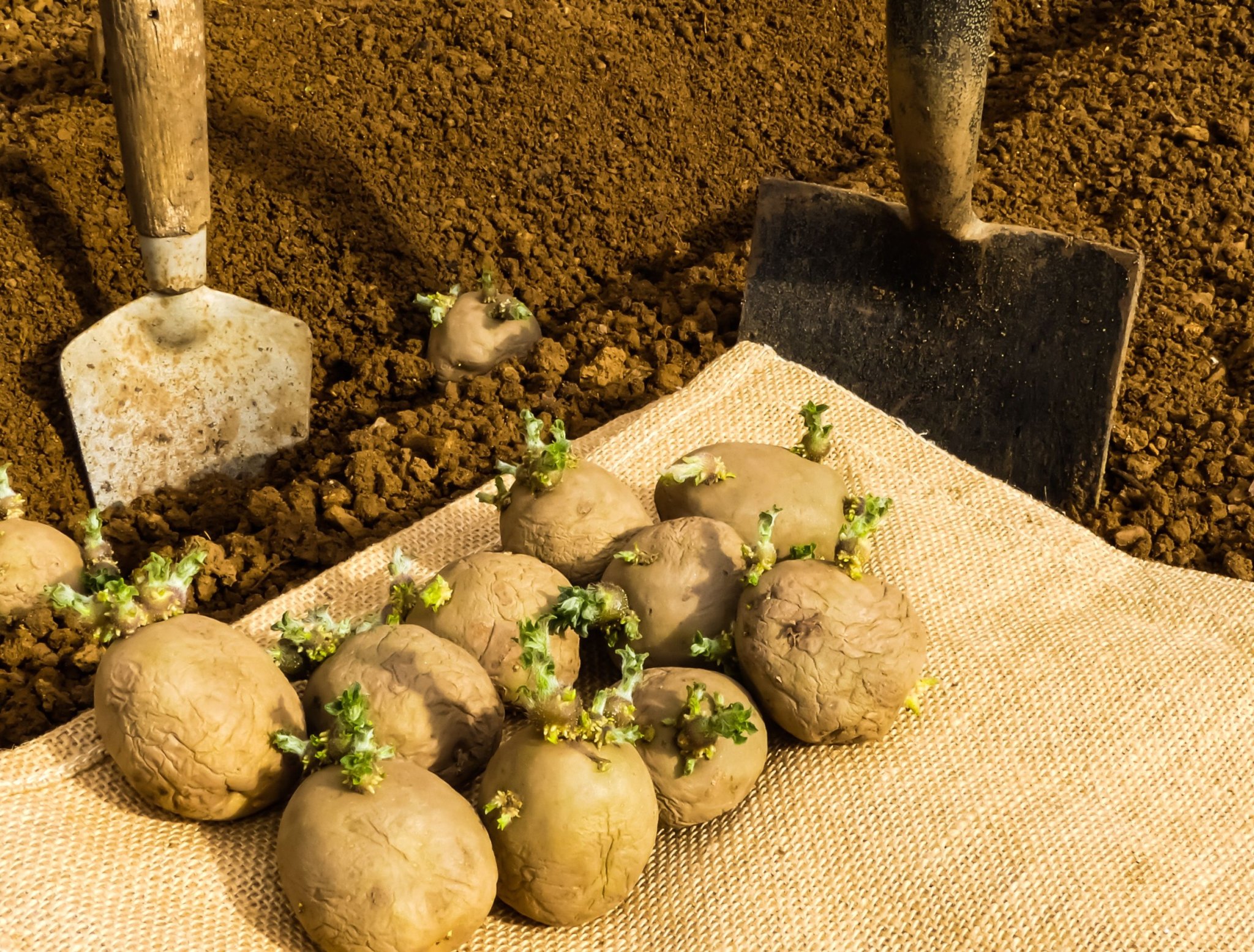 Why You Should Chit Potatoes Before Planting