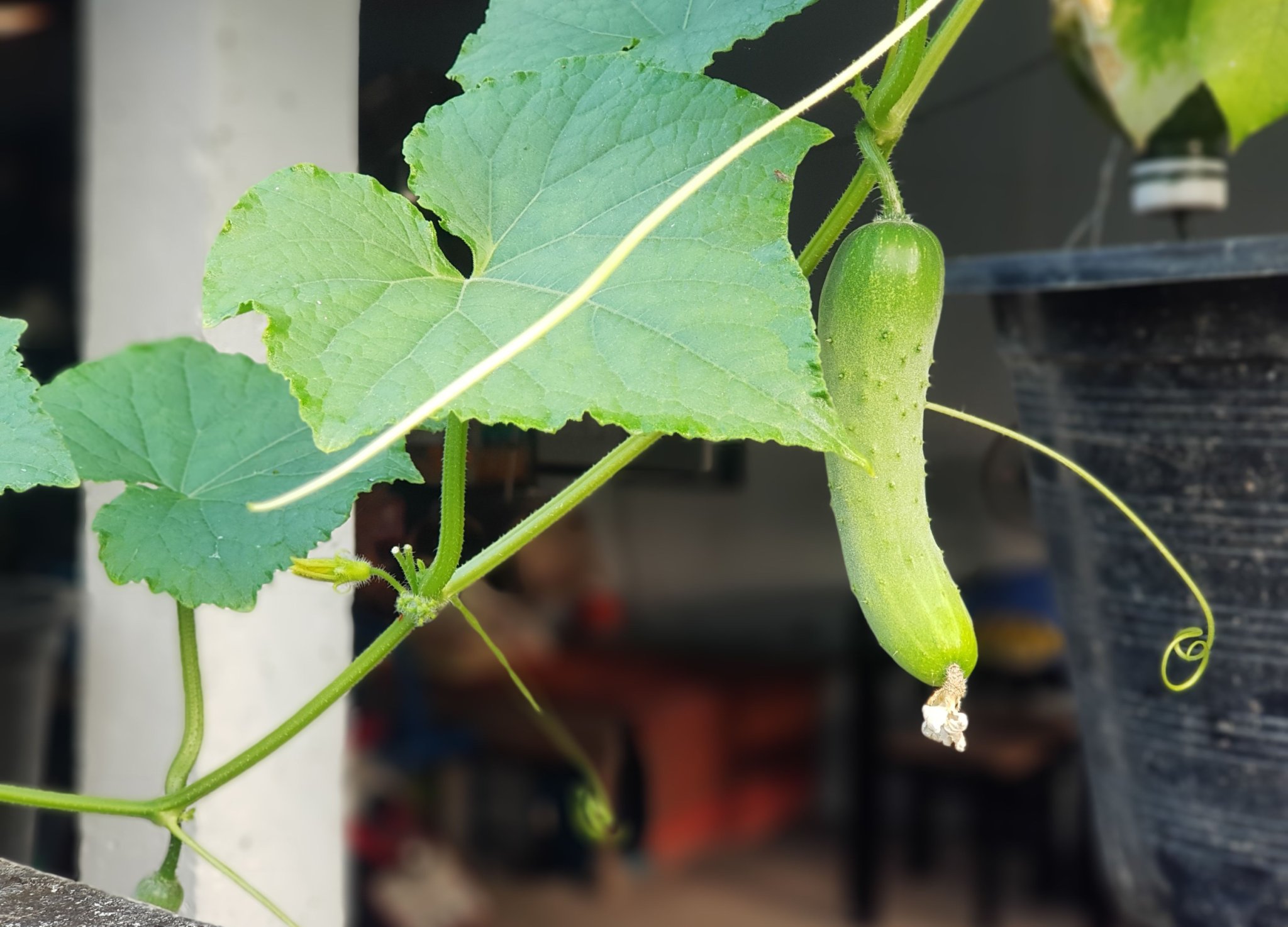 6 Tips for Growing Cucumbers in Hanging Baskets