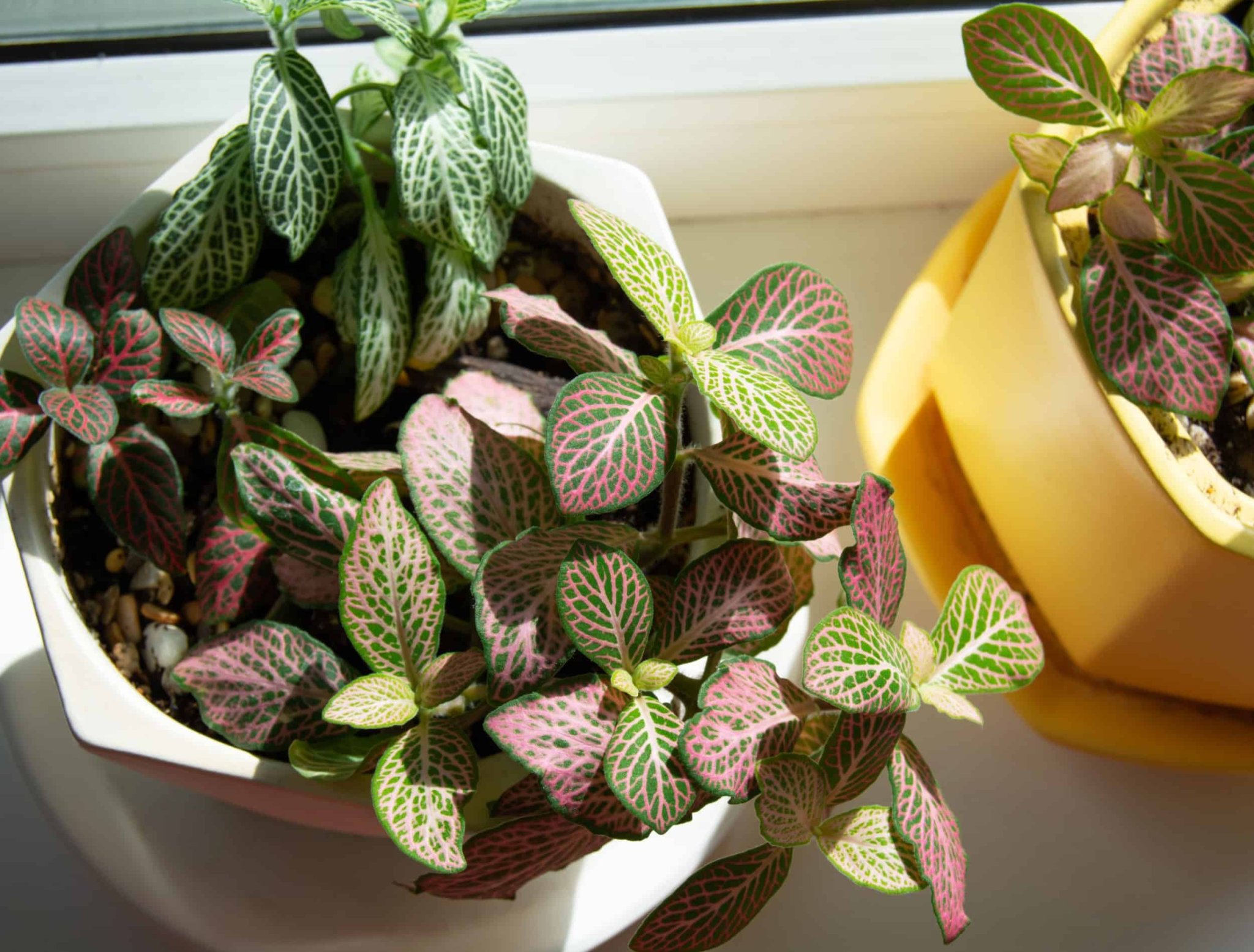 The Most Aesthetically Pleasing Houseplants to Add to Your Collection