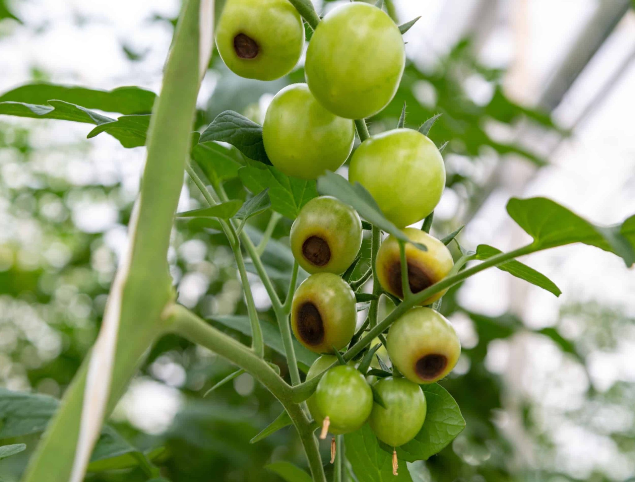 How To Fight Blossom End Rot on Tomato Plants