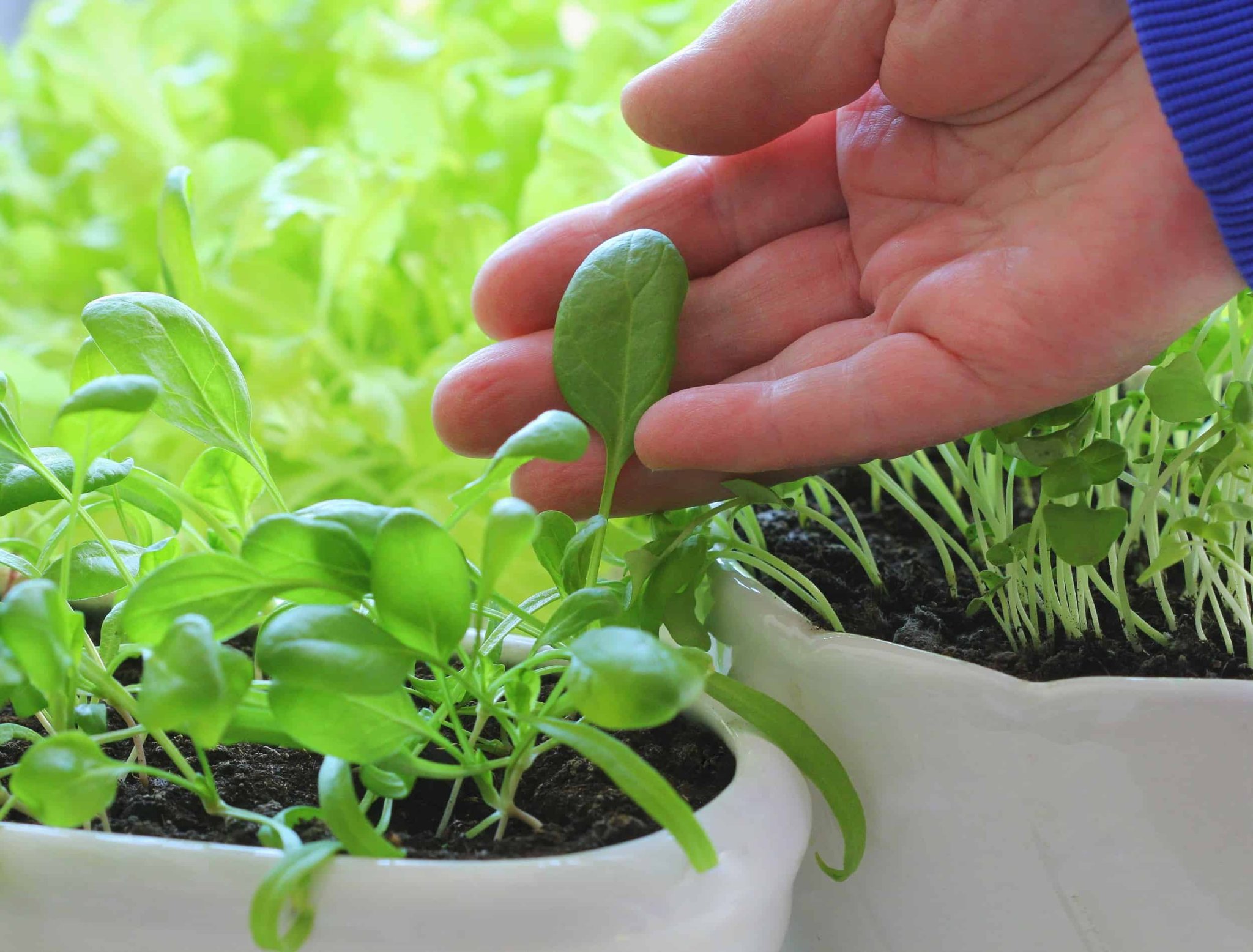 How to Grow Spinach in Pots - Backyard Boss