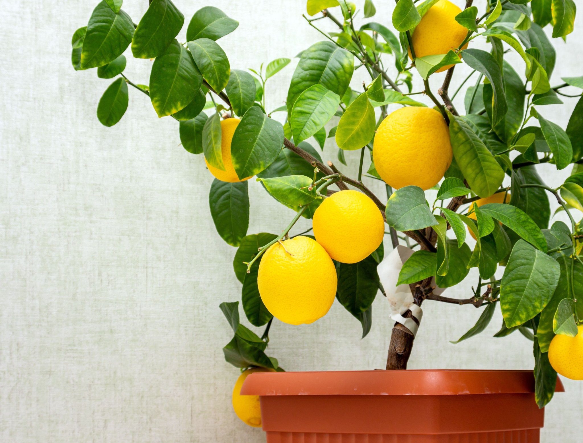 6 Tips For Caring For Your Potted Lemon Tree