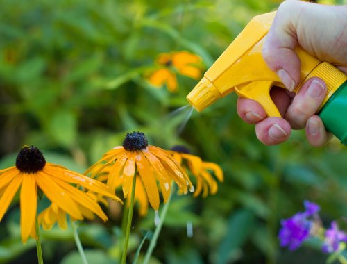 how-often-should-you-spray-baking-soda-on-plants-flipboard