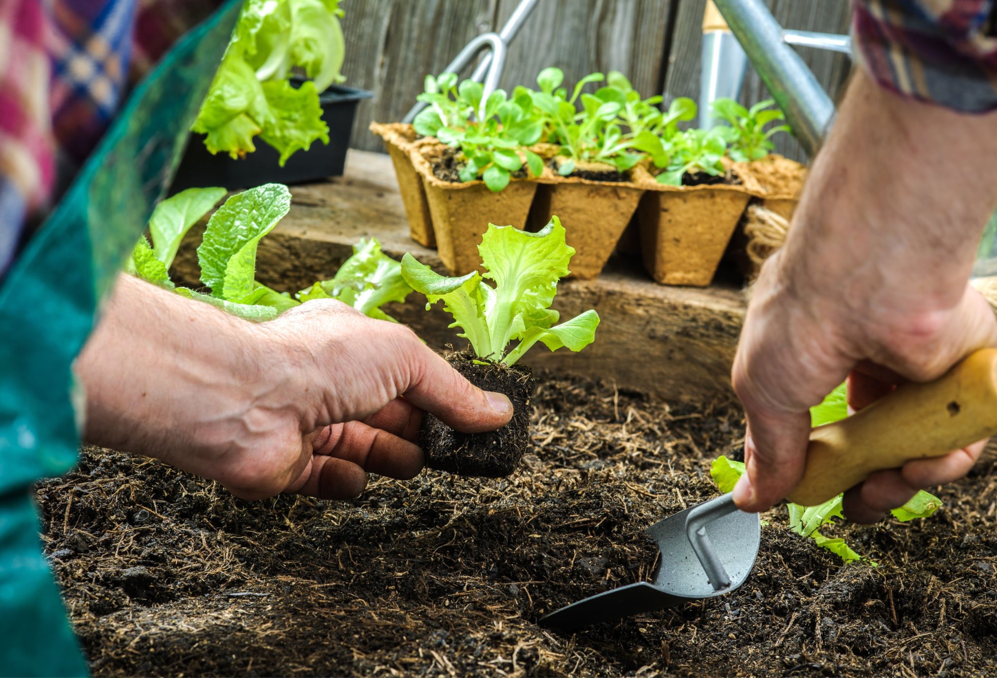 5 Steps To Starting a Vegetable Garden From Scratch