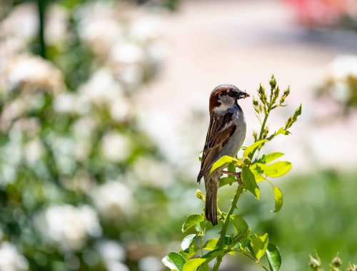 10 Insect-Eating Birds To Attract To Your Garden