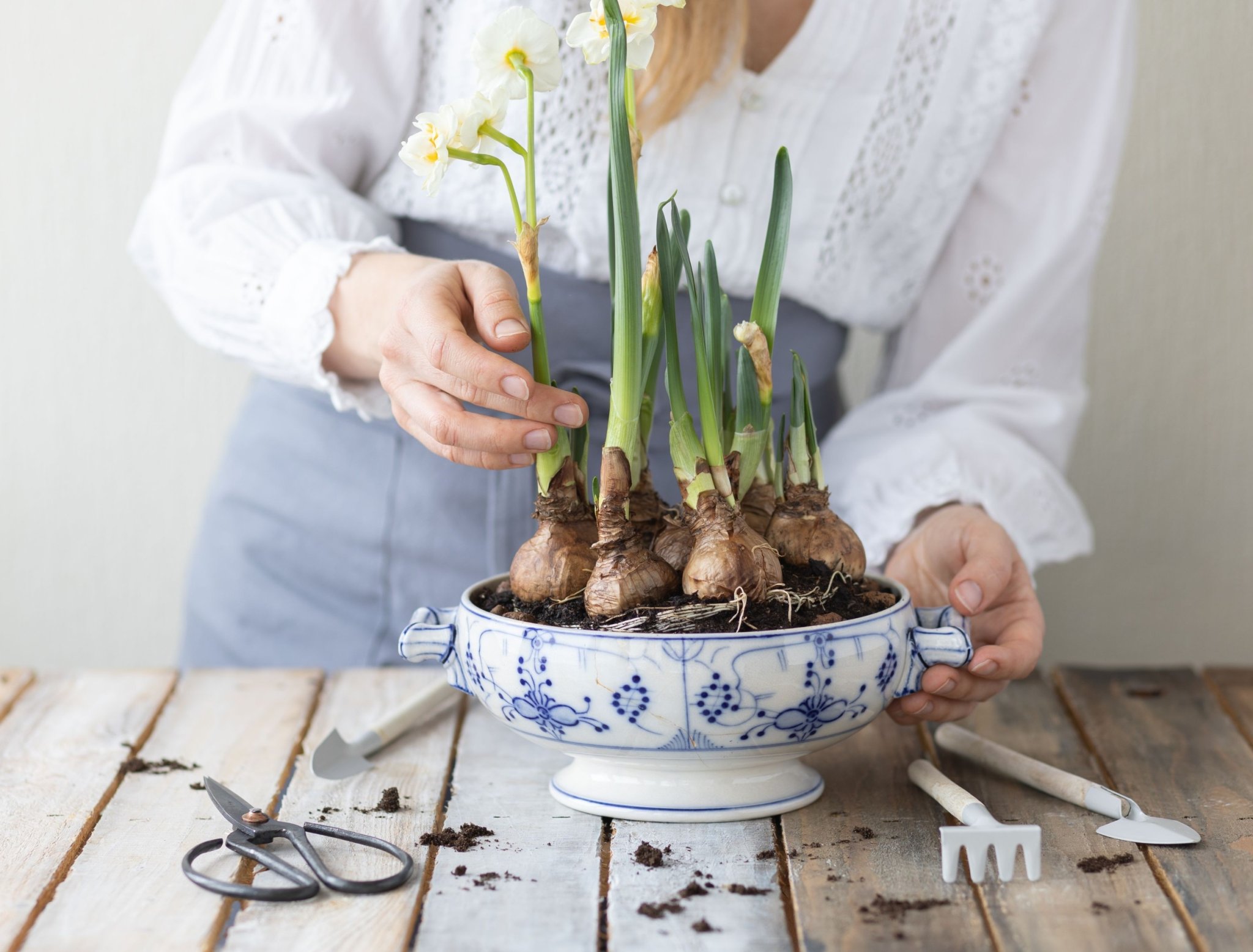 How to plant bulbs in pots flipboard