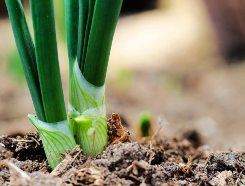 how-to-grow-green-onions-flipboard