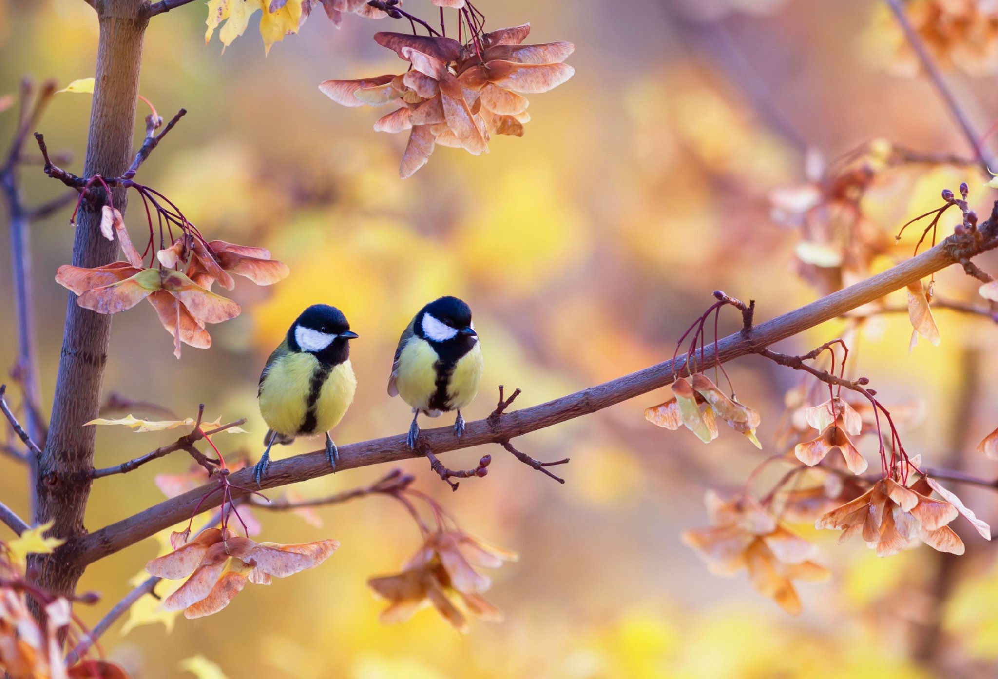 6 Trees and Shrubs That Attract Wildlife to Your Landscape