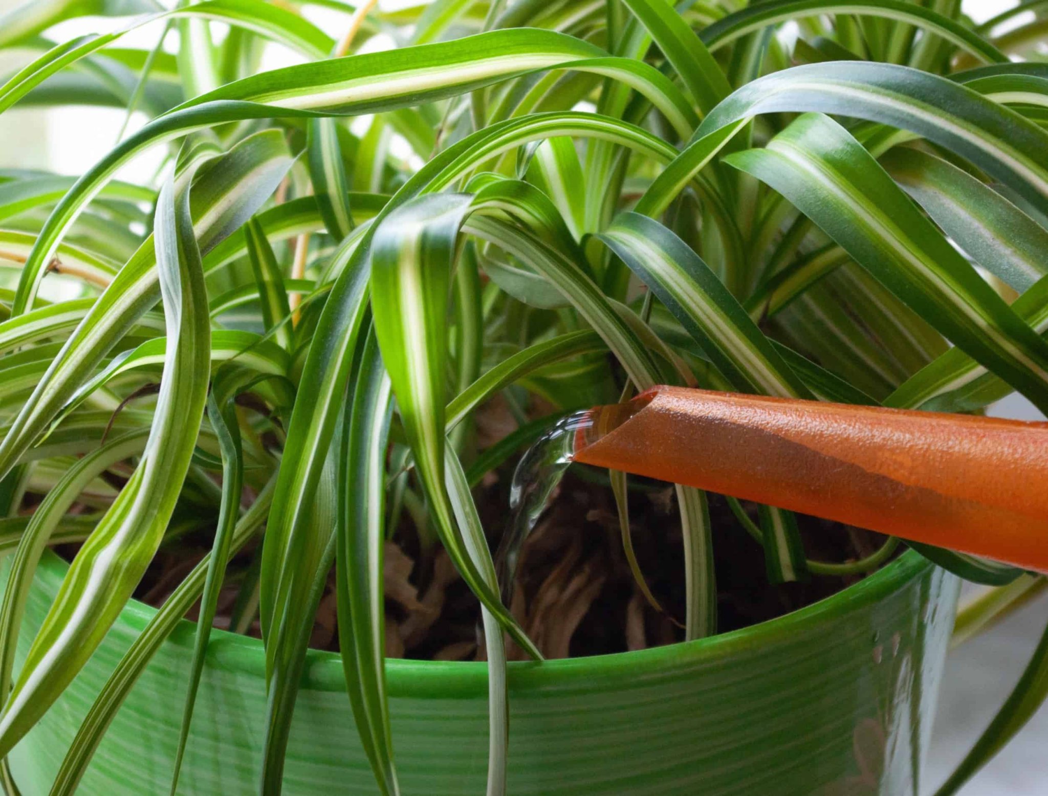 INDOOR PLANTS YOU SHOULD NEVER WATER WITH TAP WATER