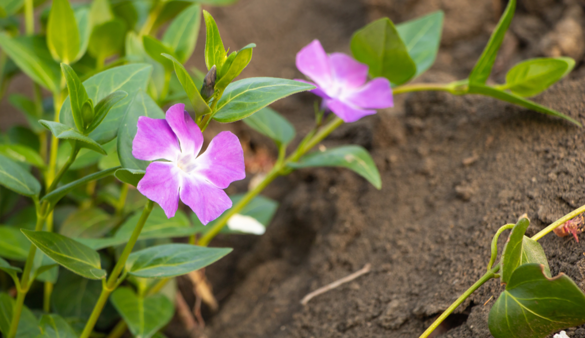 Avoid Buying These 5 Invasive Plant Species While at The Garden Center