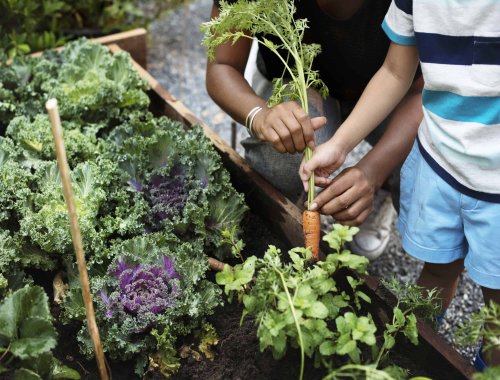 5-steps-to-starting-a-vegetable-garden-from-scratch-flipboard