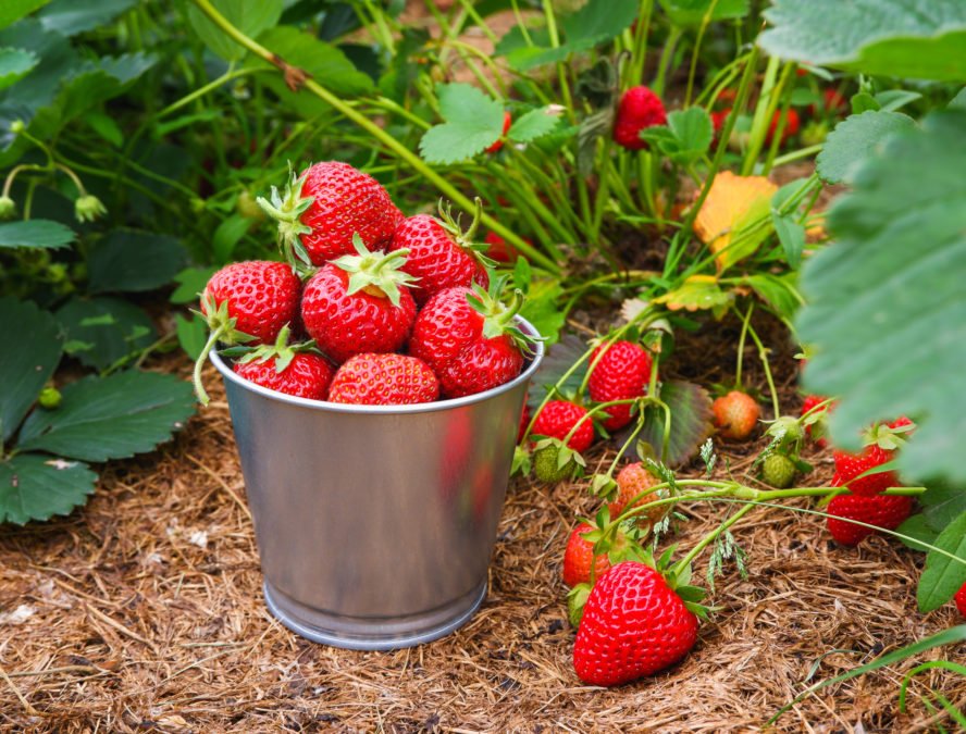 How to Store Your Freshly Picked Strawberries
