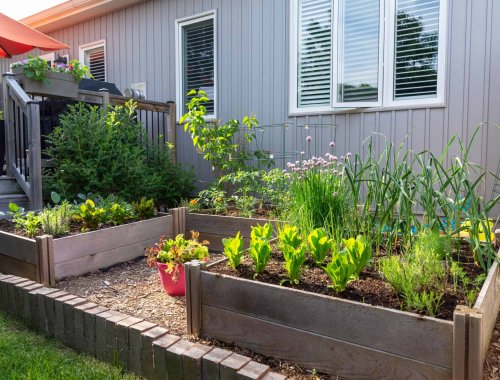 6 Tips For Growing Veggies in Small Spaces